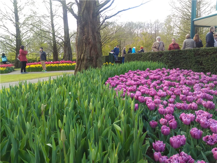 Keukenhof – pestré záhony tulipánů v parku | Holandsko s květinovým korzem