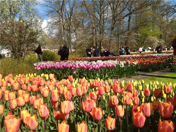 Rozkvetlé tulipány v Keukenhof zahradě | Holandsko s květinovým korzem