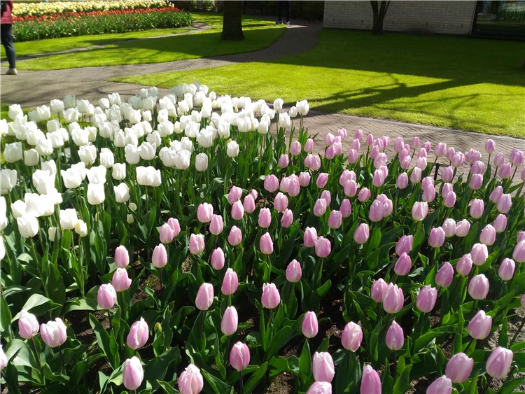 Záhony tulipánů a návštěvníci v Keukenhof | Holandsko s květinovým korzem