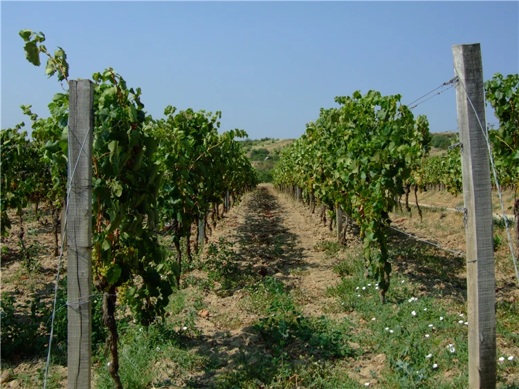 Vinice v Tokaji – srdce světoznámé vinařské oblasti | Tokajské dobrodružství v Uhrách a na Slovensku