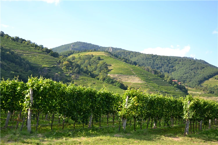 Panorama údolí Wachau s Dunajem | Perly Dolního Rakouska s plavbou