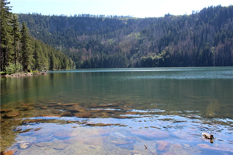 Příroda Šumavy – lesy a louky | To nejlepší ze Šumavy