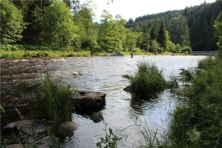 Horská krajina Šumavy v létě | To nejlepší ze Šumavy