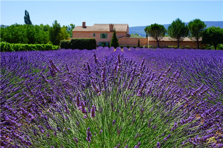 Rozkvétající levandulová pole v letní Provence | Skryté perly Provence - program s koupáním v moři, jezeře i řece
