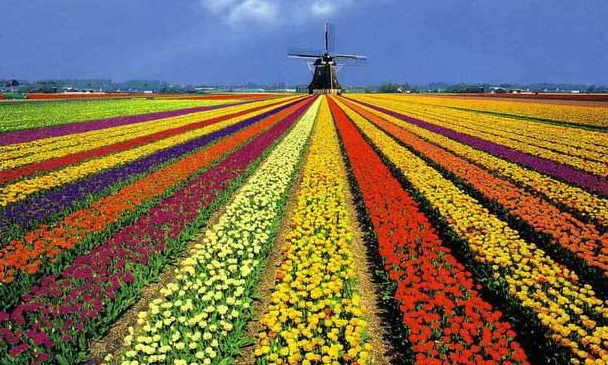 Keukenhof – záhony tulipánů v plném rozkvětu | Holandsko s květinovým korzem