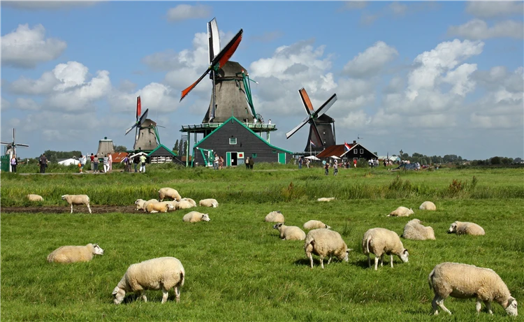 Větrné mlýny v muzejní vesnici Zaanse Schans | Holandsko s květinovým korzem