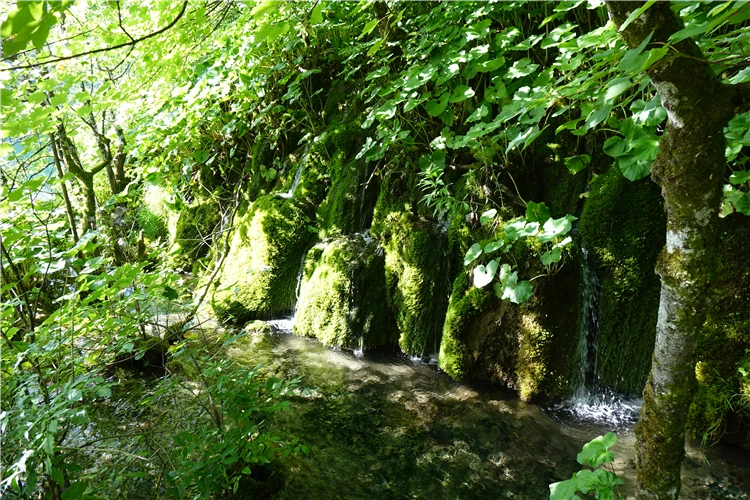 Dřevěná lávka lemující jezero v Plitvických jezerech | Národní parky Chorvatska - Plitvice, Kornati a starobylý Zadar