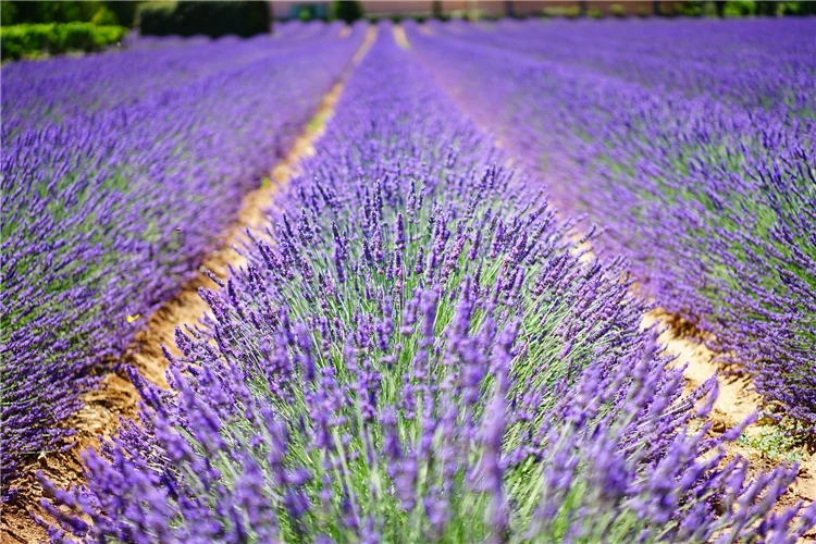 Detailní záběr levandulových květů v Provence | Skryté perly Provence - program s koupáním v moři, jezeře i řece
