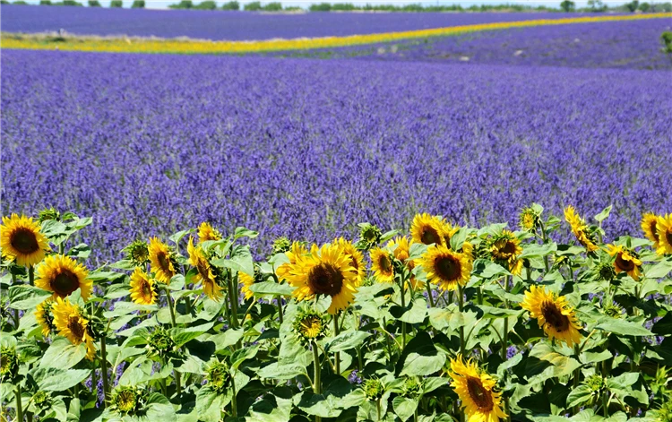 Levandulové pole v plném květu v Provence | Skryté perly Provence - program s koupáním v moři, jezeře i řece