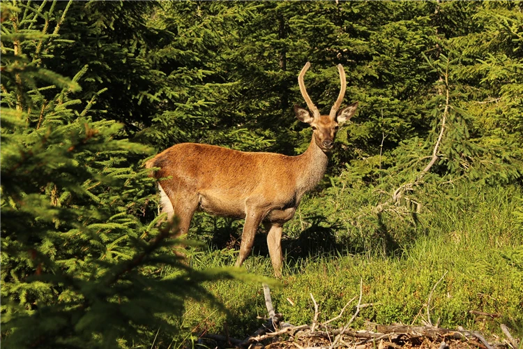 Jelen v šumavské přírodě | To nejlepší ze Šumavy