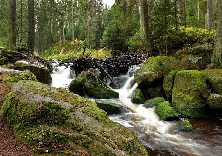 Panorama šumavské krajiny s lesy | To nejlepší ze Šumavy
