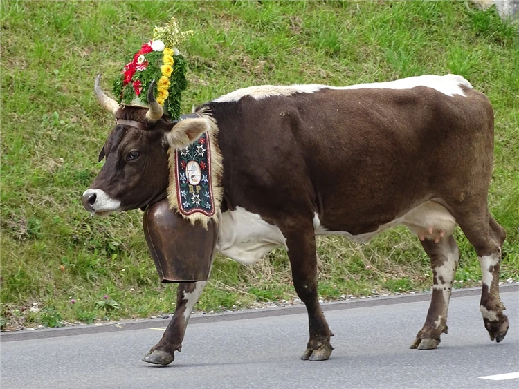 Toulky srdcem Slovinska s kravím bálem