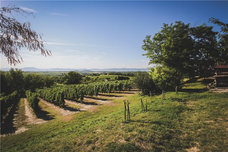 Výhled na Balaton s vinicemi a okolní krajinou | Prázdniny u Balatonu