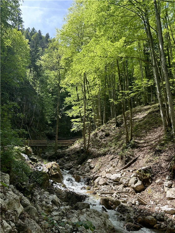Skupina turistů na výletě v divoké ptačí soutěsce | Divoká ptačí soutěska