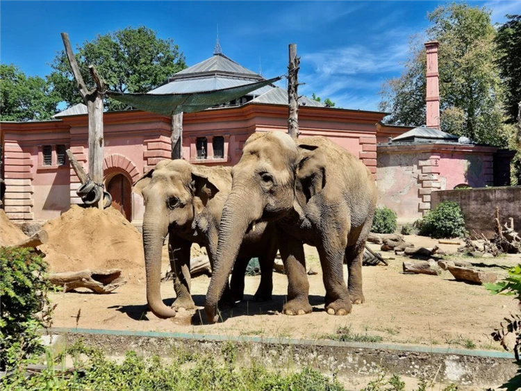Sloni ve wrocławské ZOO | Den ve Wroclawi: ZOO, Afrikarium a Sky Tower
