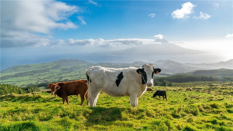 Skot na zelených pastvinách ostrova Sao Miguel | Azorské ostrovy São Miguel a Santa Maria
