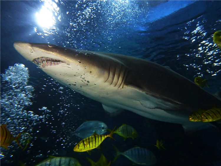 Velké akvárium v Tropicarium Budapešť s mořskými rybami | Budapešť a její blízké okolí s návštěvou Tropicaria