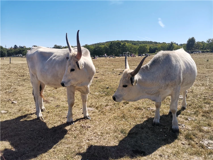 Benediktinský klášter na poloostrůvku Tihany | Prázdniny u Balatonu