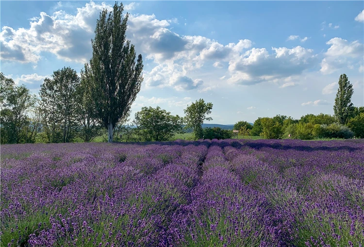 Levandulové pole v Tihany u jezera Balaton | Prázdniny u Balatonu