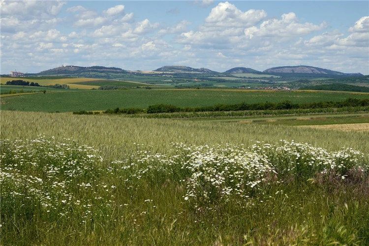 Skalnaté vrcholy Pálavy s výhledem do krajiny | Pálavské vrchy a Mikulov s vůní levandule
