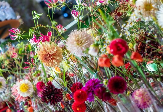 Flora Olomouc - Česká republika