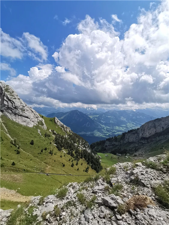 Švýcarská alpská louka s kravami a horami v pozadí | Švýcarské perly a železnice UNESCO