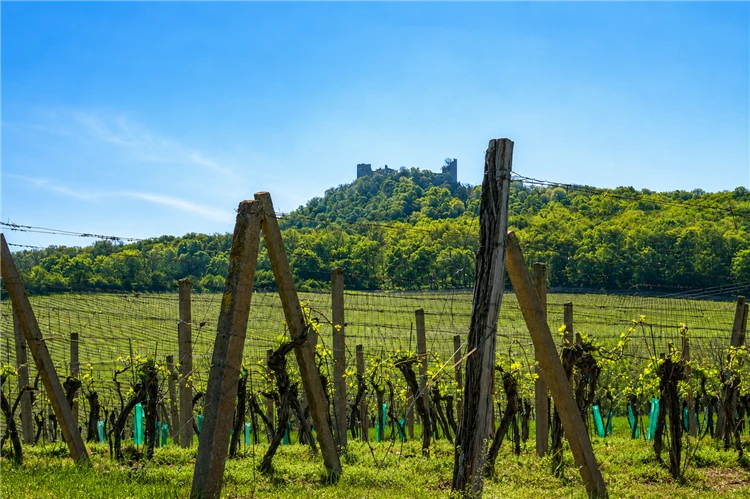 Pálavské vrchy a Mikulov s vůní levandule
