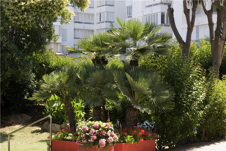 Upravená zahrada areálu hotelu Surf Mar | Lloret de Mar / Hotel Surf Mar